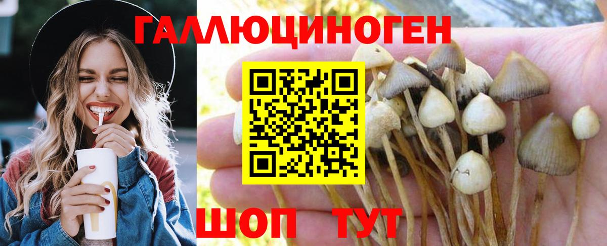 Псилоцибиновые грибы Psilocybe Новоалтайск